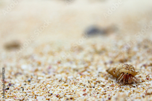 Macro photography showed a seashell wondering by the seashore