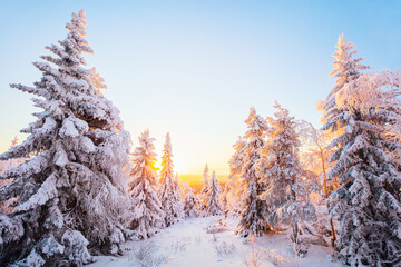 Majestic winter forect in Finland