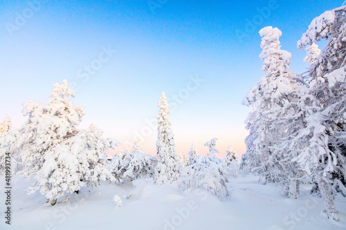 Majestic winter forect in Finland © BlueOrange Studio