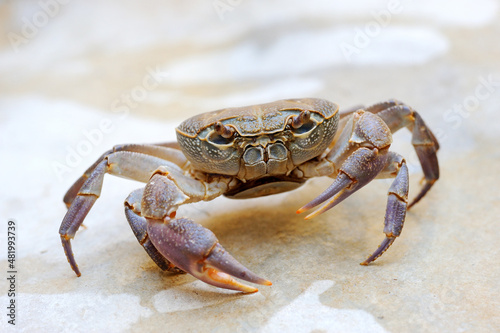 Freshwater land crab © v_blinov