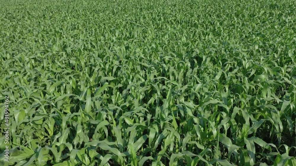 Corn field. Young corn plants are swaying in the wind in the field on a sunny summer day. Growing corn. Agricultural industry. Corn field. Young corn plants are swaying in the wind in the field on a sunny summer day. Growing corn. Agricultural industry.