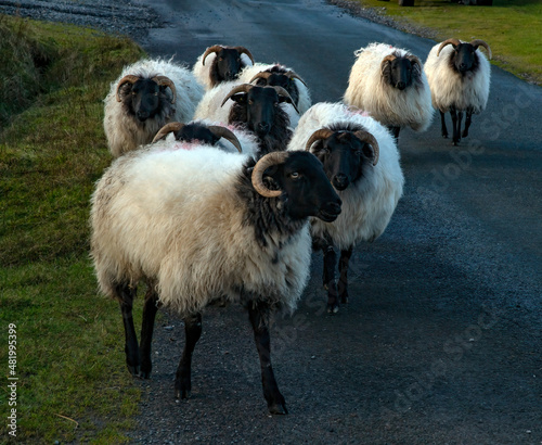 black and white sheep