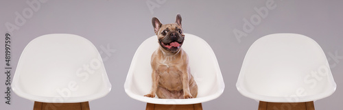 Portrait of adorable, happy dog of the French Bulldog breed. Cute smiling dog sitting on a chair on horizontal banner with copy space for popular social media website cover image. Gray background. © KDdesignphoto