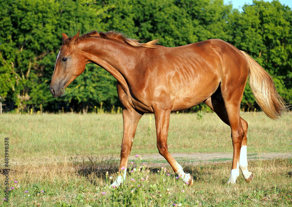 Young chestnut mare walks through the meadow Young chestnut mare walks through the meadow