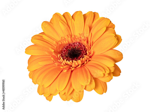 Isolated gerbera orange flower on white background