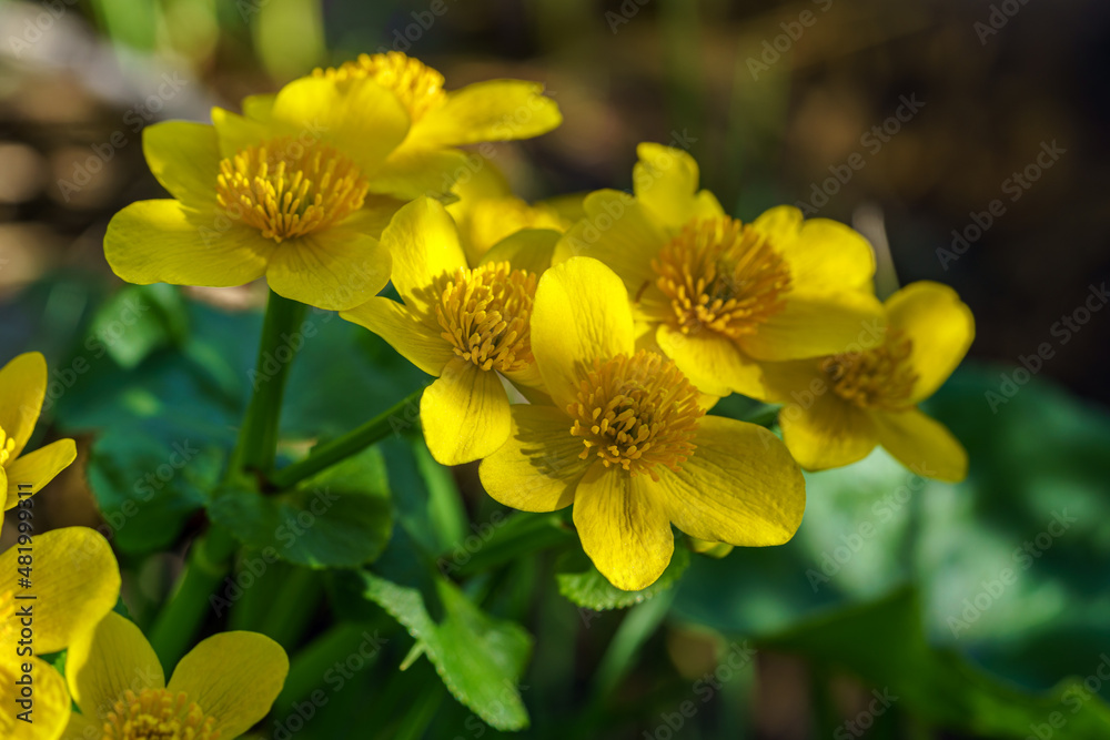 Close up of yellow marsh marigold flowers