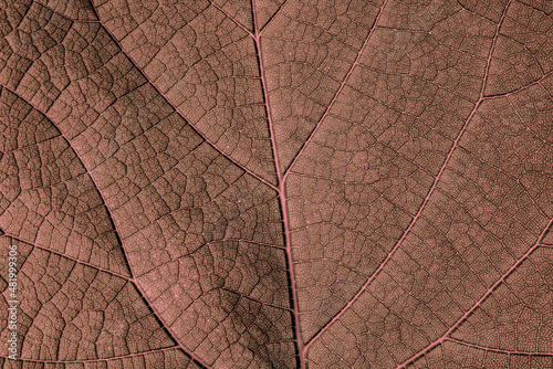 Close up of a pink leaf with beautiful veins