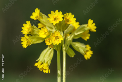 Close up of yellow cowslip flowers in sunlight