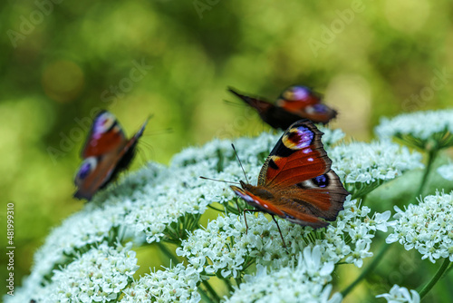 Close up of peacock butterflies on a large white flower