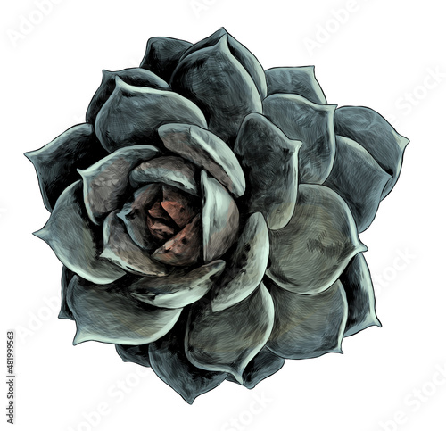 succulent flower round top view, sketch vector Graphics color illustration on white background