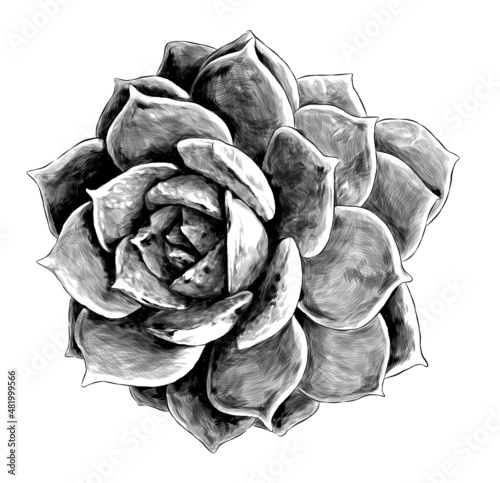 succulent flower round top view, sketch vector Graphics monochrome illustration on white background