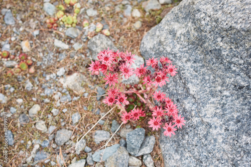 Sempervivum arachnoideum in bloom