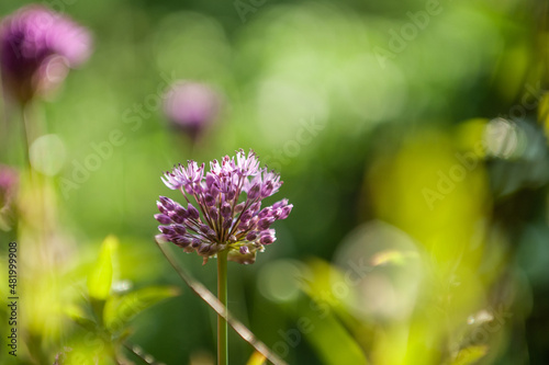 Blüte Iranlauch Allium aflatunense vor unscharfem Hintergrund
