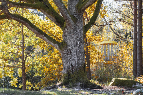 Disc golf basket hanging from oak in the fall. photo