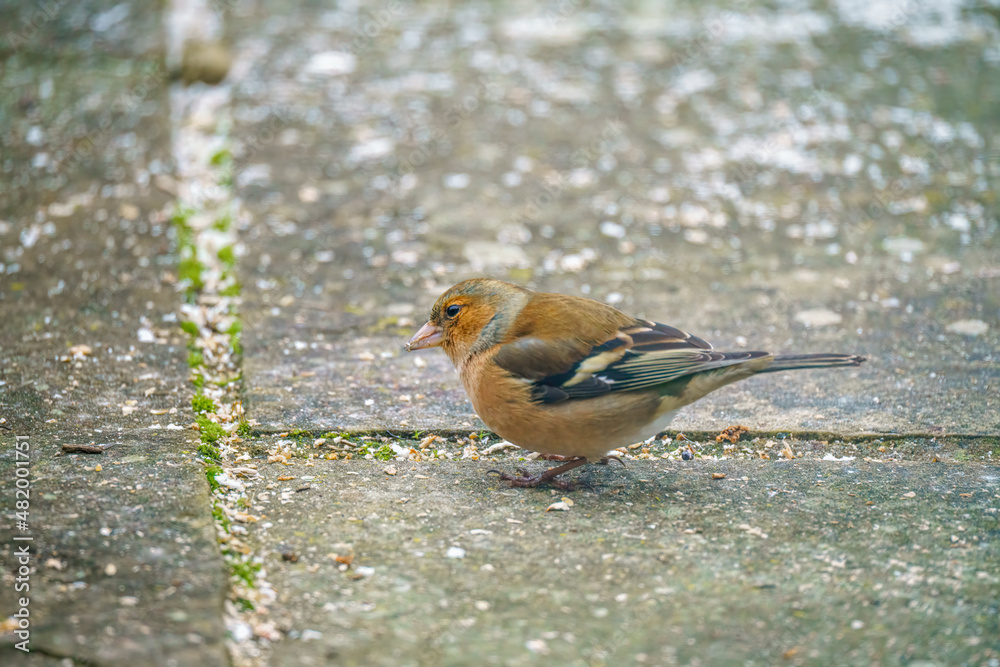 a male chaffinch (Fringilla coelebs) dining on bird feed scattered on garden patio slabs a male chaffinch (Fringilla coelebs) dining on bird feed scattered on garden patio slabs