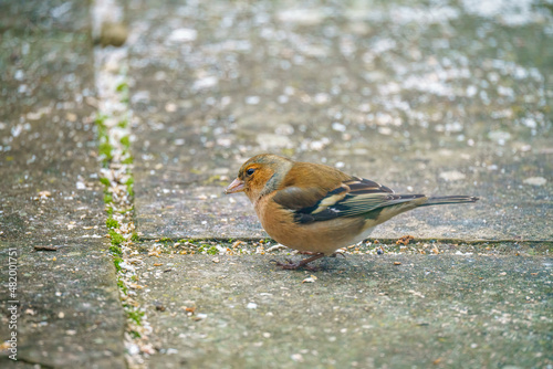 a male chaffinch (Fringilla coelebs) dining on bird feed scattered on garden patio slabs