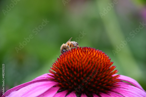 bee on a flower © Drexlerfotografie