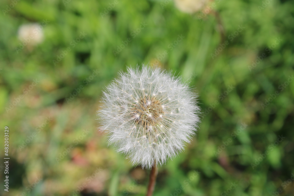 beautiful dandelion