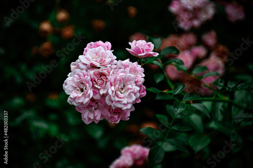 pink flower