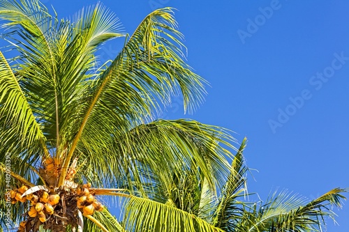 Palmtree and blue sky