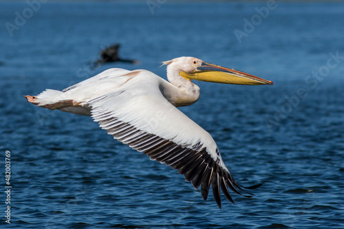 Rosapelikan (Pelecanus onocrotalus)