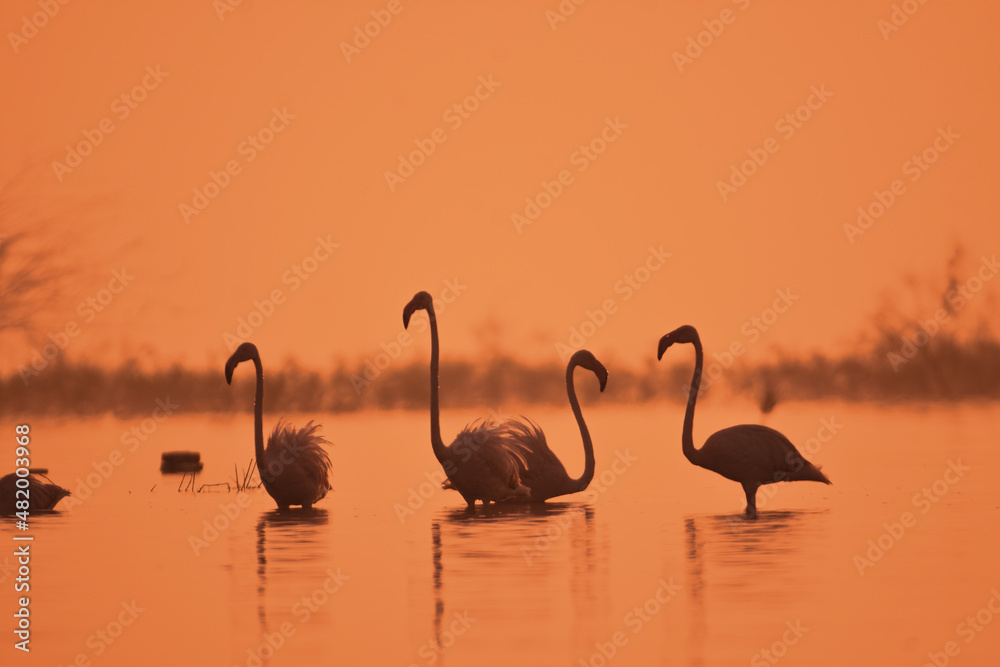 Naklejka premium What A Perfect Birds! Greater Flamingo Birds In Lake In Early Morning Time. Wild Water Birds. Wildlife Photography 