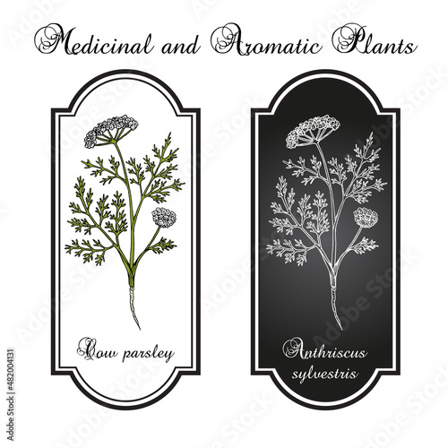 Cow parsley or wild chervil anthriscus sylvestris , medicinal plant