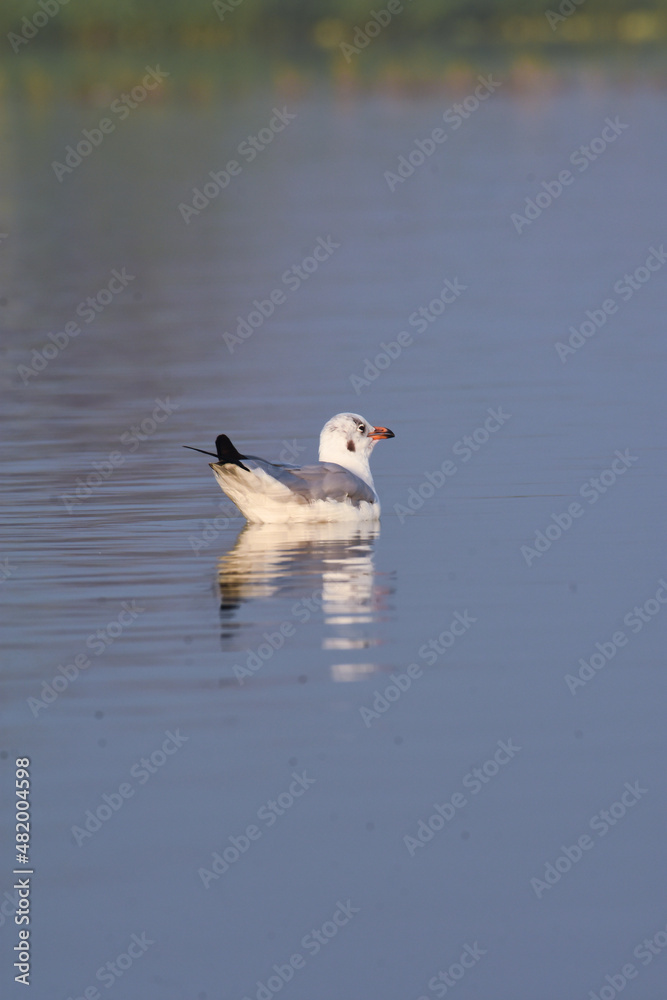 Fototapeta premium Seagull Birds Swimming In Water. Wild Water Birds In Wildlife. Wildlife Photography