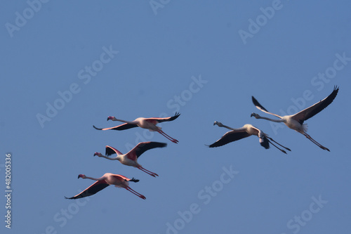 Flamingo Birds and Blue Sky. Wildlife Photography