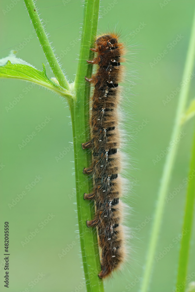 Closeup on the large caterpillar of Oak Eggar moth, Lasiocampa quercus, hanging on a grass straw
