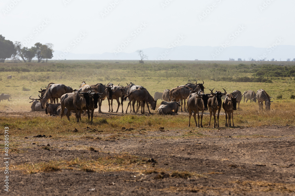 KENYA - AUGUST 16, 2018: Two zebras in Amboseli National Park KENYA - AUGUST 16, 2018: Two zebras in Amboseli National Park