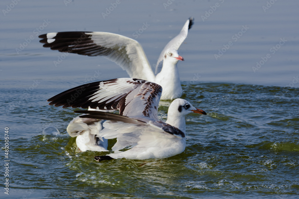 Seagull Birds In Water. Water Wild bird photography. Wildlife Photography.