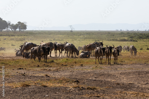 KENYA - AUGUST 16, 2018: Two zebras in Amboseli National Park © Denys