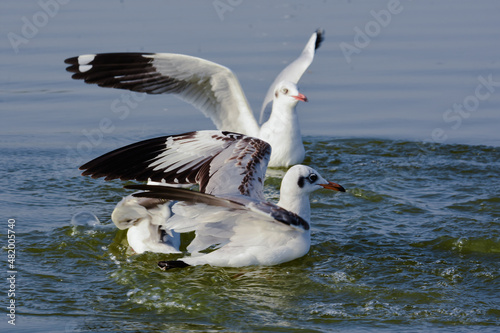Seagull Birds In Water. Water Wild bird photography. Wildlife Photography.
