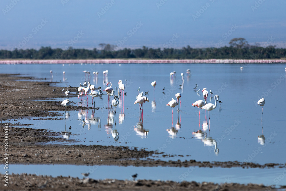 KENYA - AUGUST 16, 2018: White flamingos in Amboseli national park