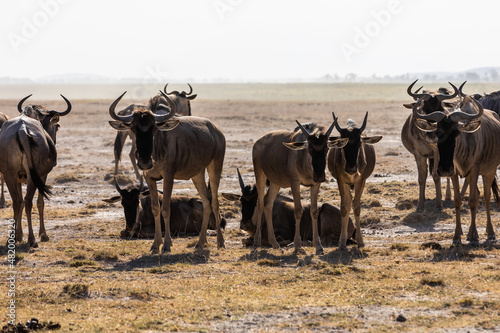 KENYA - AUGUST 16, 2018: A herd of wildebeests in Amboseli National Park