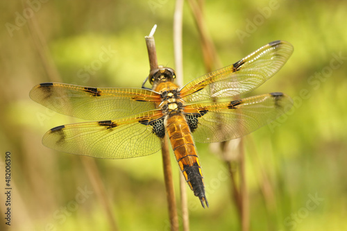 Closeup on an adult Four spotted chaser dragonflu,Libellula quadrimaculata, sitting with open wings