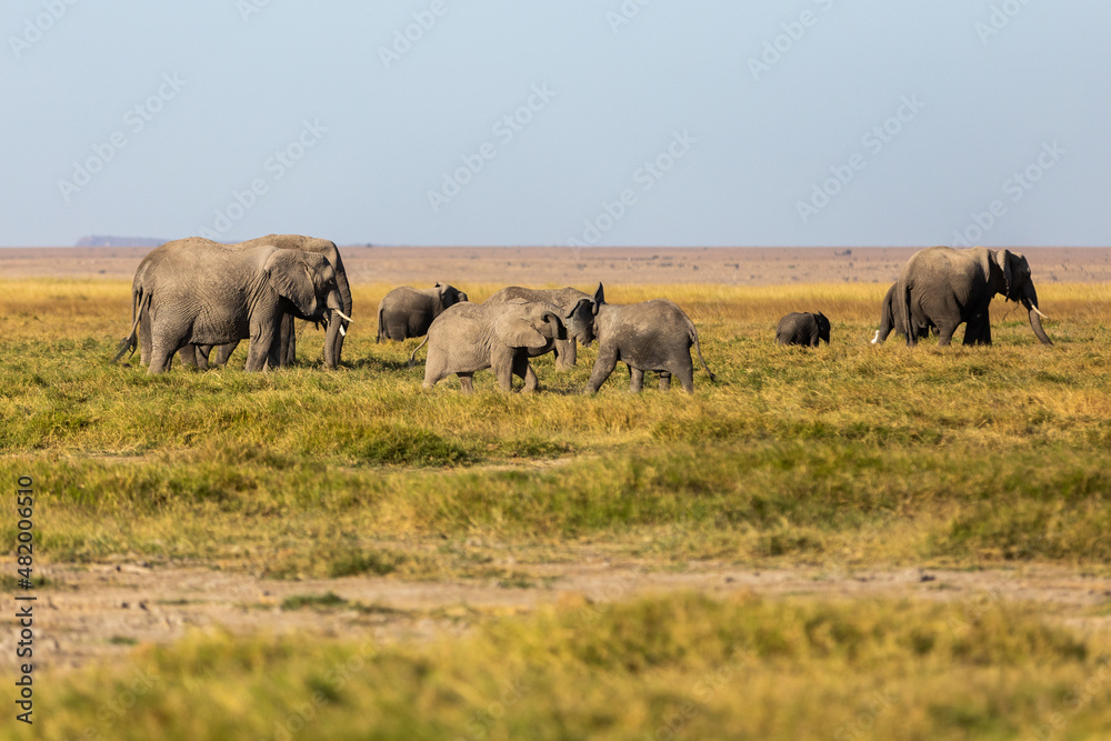 Fototapeta premium KENYA - AUGUST 16, 2018: Elephants in Amboseli National Park