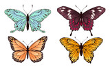 Collectiion of beautiful butterflies flying, set of insects. Vector insect beautiful flying wing pattern illustration