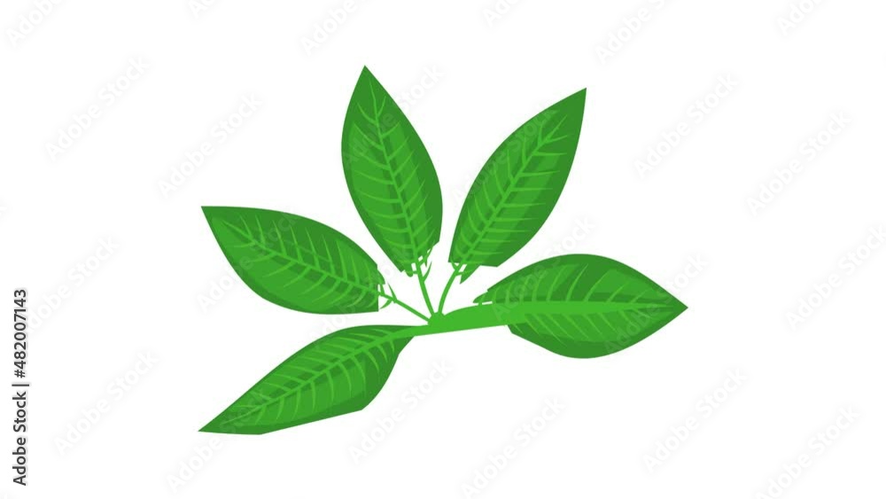 Plant leaf icon animation best cartoon object on white background Plant leaf icon animation best cartoon object on white background