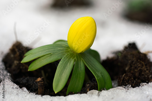 Schilderij op canvas Close up of single winter aconite flower or bud surrounded by snow
