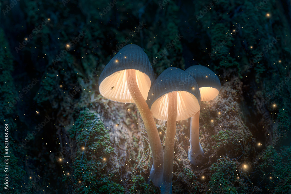 Naklejka premium Glowing magic mushrooms on tree in dark forest with fireflies