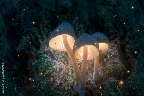 Glowing magic mushrooms on tree in dark forest with fireflies