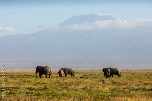 Photography KENYA - AUGUST 16, 2018: Elephant herd in Amboseli National Park