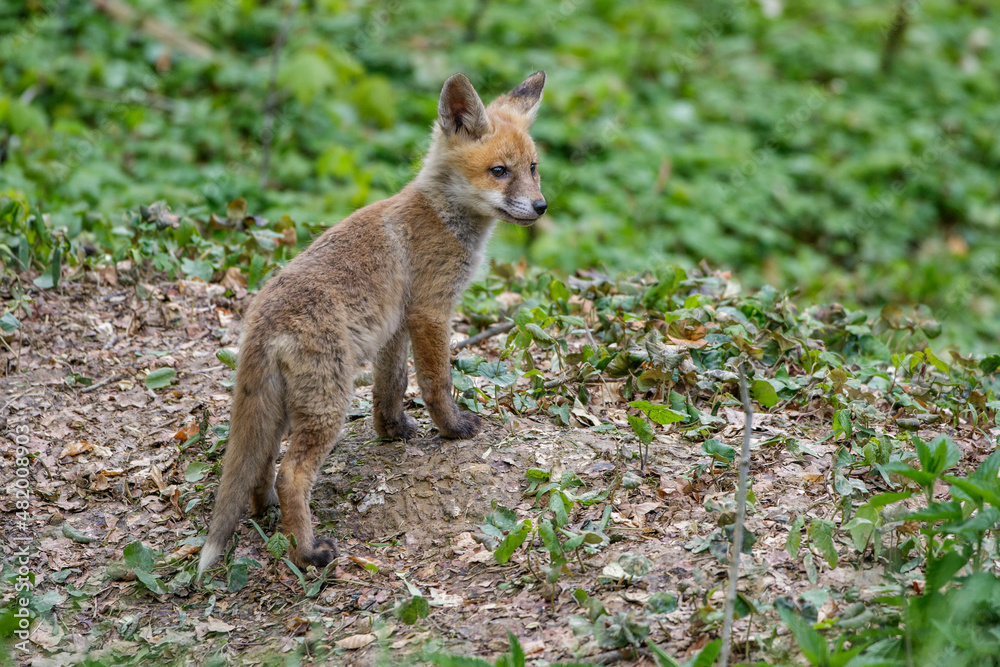Naklejka premium Rotfuchs (Vulpes vulpes) Junger