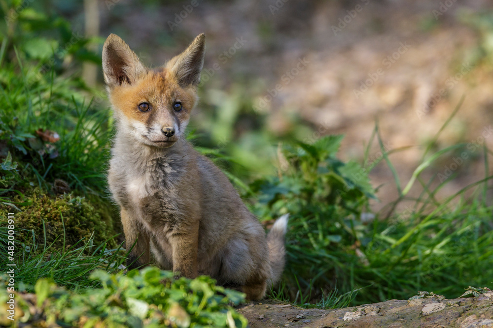 Rotfuchs (Vulpes vulpes) Junger Rotfuchs (Vulpes vulpes) Junger
