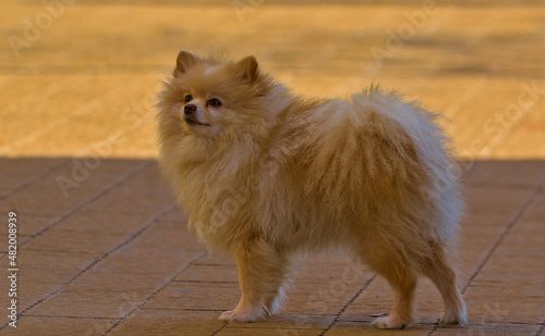 Beige Pomeranian in the park. A small beige Pomeranian dog walks through the city park and looks at the photographer. Close-up. Lovely dog, pet concept, cute dog, cute pet.