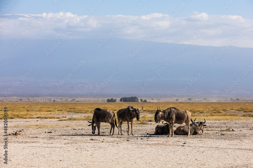KENYA - AUGUST 16, 2018: Wildebeests in Amboseli National Park KENYA - AUGUST 16, 2018: Wildebeests in Amboseli National Park