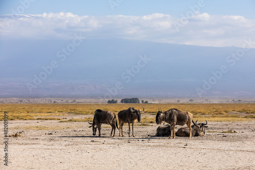 KENYA - AUGUST 16  2018  Wildebeests in Amboseli National Park