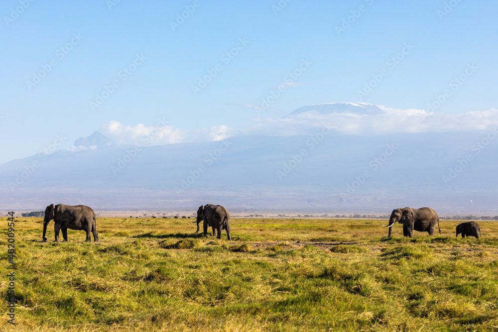 KENYA - AUGUST 16, 2018: Elephants in Amboseli National Park